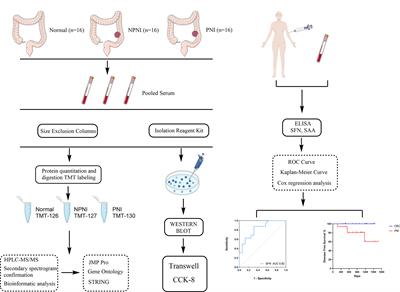 Serum Extracellular Vesicle Stratifin Is a Biomarker of Perineural Invasion in Patients With Colorectal Cancer and Predicts Worse Prognosis